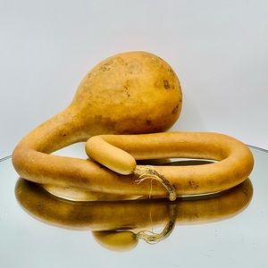 Clean Dried Natural Gourd 
ARTS & CRAFTS Project Ready ~ Table Top Centerpiece